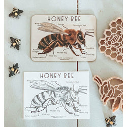 Timber Kids Honeybee Anatomy Timber Tile